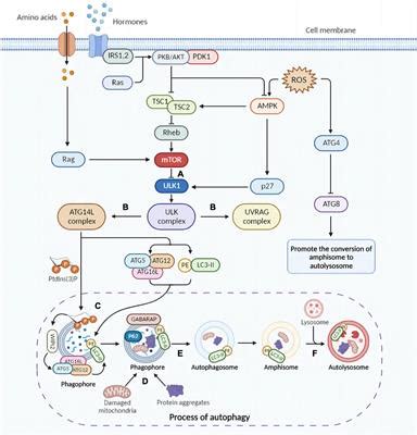 Frontiers Role Of Microglia Autophagy And Mitophagy In Age Related