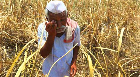 Agriculture Distress Sugarcane Industry Boon Or Bane For Indian