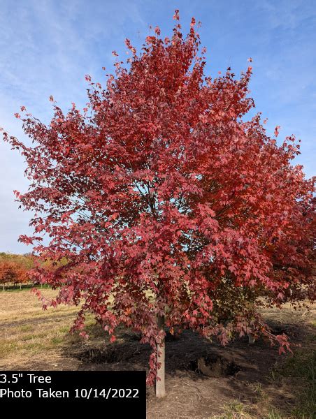 Burgundy Belle® Maple Tree Plant Inventory Goodmark Nurseries