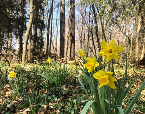 Discover the Meaning and Symbolism of Daffodils: A Guide to Care and Beauty