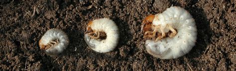 Identifying Lawn Grubs In Your Lawn Buy Turf Online