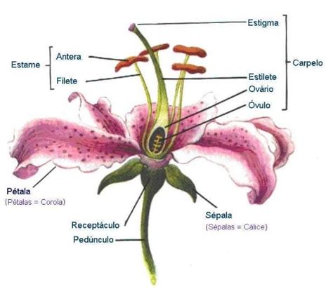 Morfologia De Las Plantas