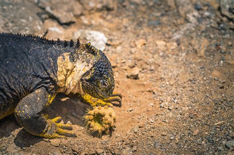 Kepulauan Galapagos 24 Agustus 2017 Iguana Tanah Endemik Di Pulau Plaza