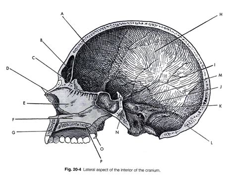 Lateral Aspect Of The Interior Of The Cranium Diagram Quizlet