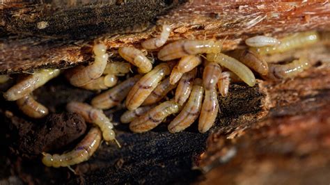 Unveiling The Enigmatic World Of Termite Larvae ⋆ TermiteHQ