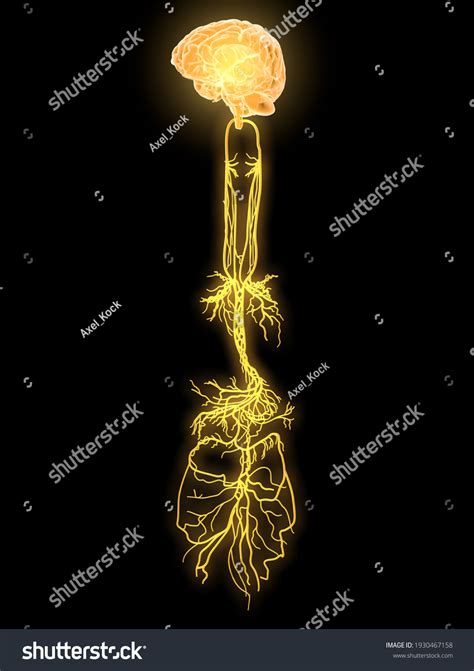 641 Nerve Ganglion Images Stock Photos Vectors Shutterstock