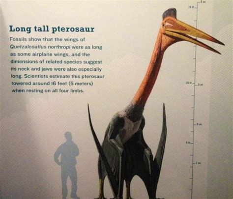 Quetzalcoatlus Late Cretaceous To Scale Beside An Adult Male Human