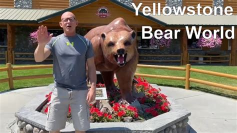 Yellowstone Bear World Best Bear Watching In Rexburg Idaho Youtube