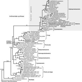 Tryptophan biosynthesis | Download Scientific Diagram