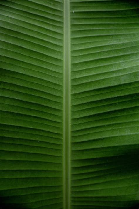 Banana Leaf with Pattern · Free Stock Photo