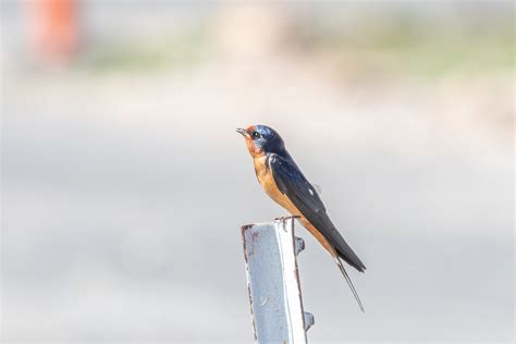 Hirondelle Rustique Barn Swallow Hirundo Rustica Flickr