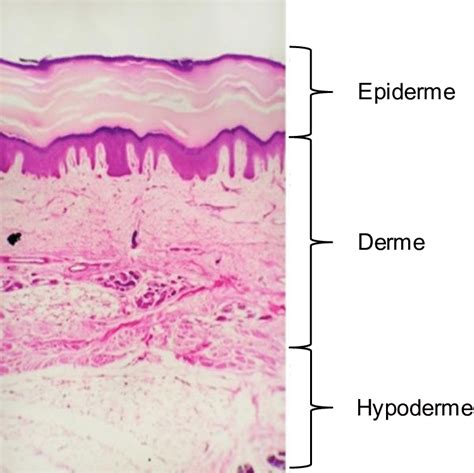Structure de la peau humaine constituée de trois couches l épiderme