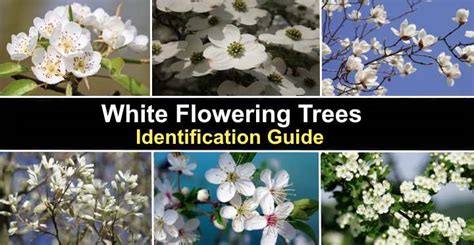 47 White Flowering Trees With Pictures Identification Guide