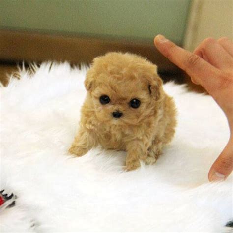 Cute Female Teacup Poodle Puppy Available Denver Colorado Pets For