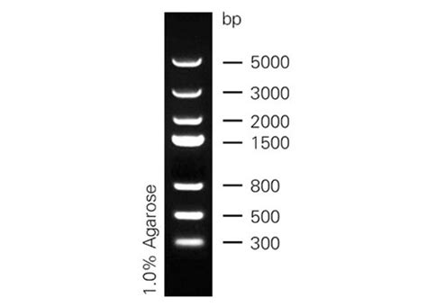 DNA Marker Ⅲ分子量标准条带300 500 800 1500 2000 3000 5000ZM103 北京庄盟国际生物基因