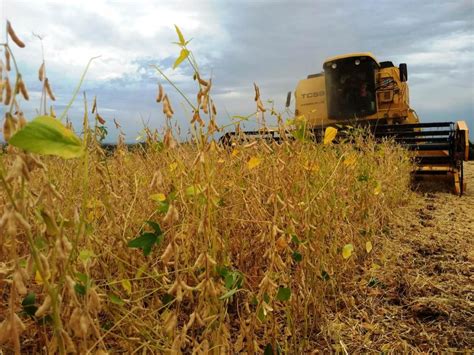 Colheita da soja atinge 58 da área cultivada no RS Revista Cultivar