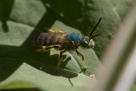 Agapostemon Texanus Texas Striped Sweat Bee Kevin Krebs Flickr