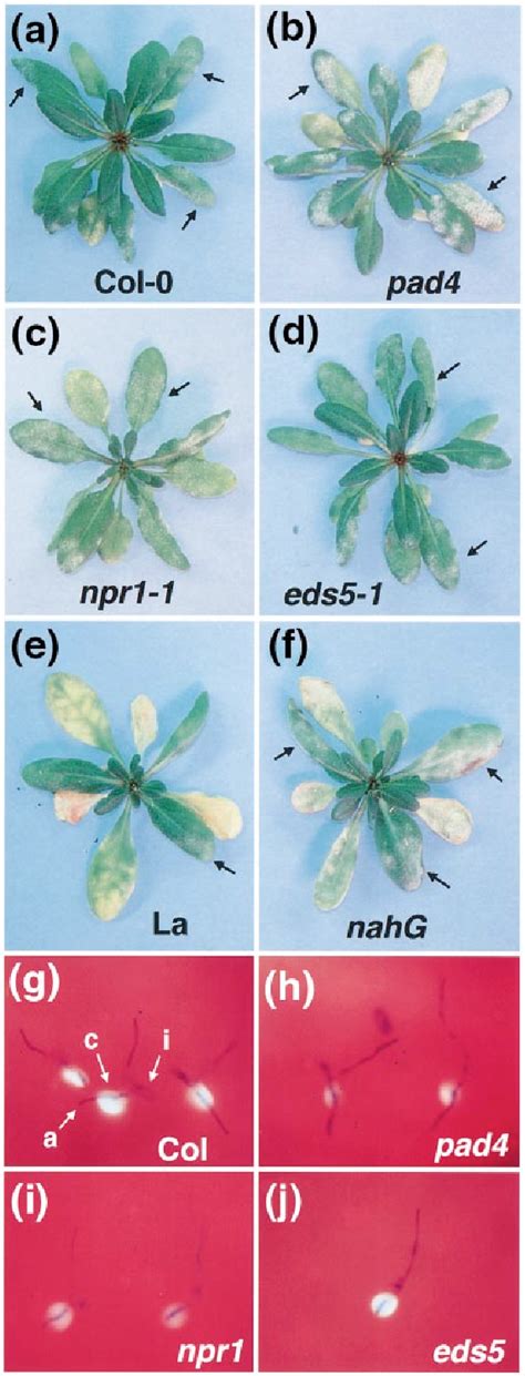 Figure 2 From Correlation Of Defense Gene Induction Defects With