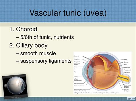 Eyes And Vision Deprtment Of Biology Wcu Ppt Download