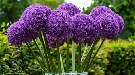 Care Guide Planting Allium Bulbs Gardening Express Knowledge Hub