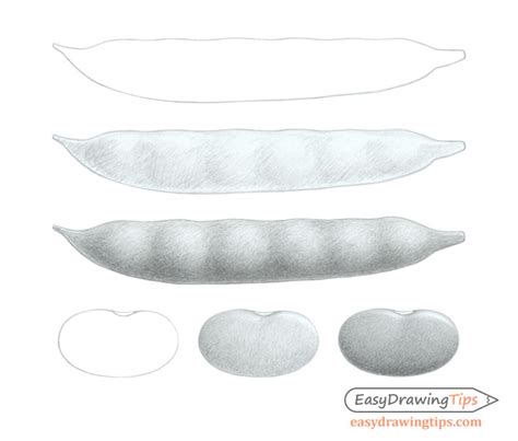 How to Draw Beans & Bean Pods Tutorial - EasyDrawingTips