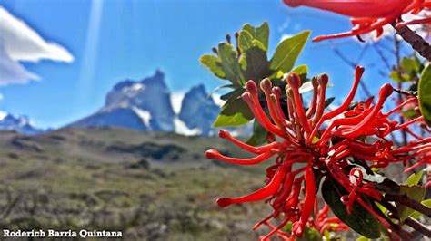 Flora Silvestre De La Patagonia Wild Flora Of Patagonia