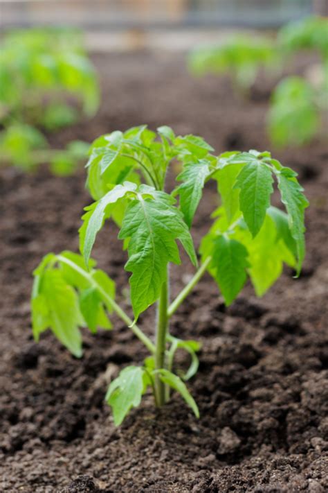 How To Avoid The Biggest Tomato Planting Mistakes