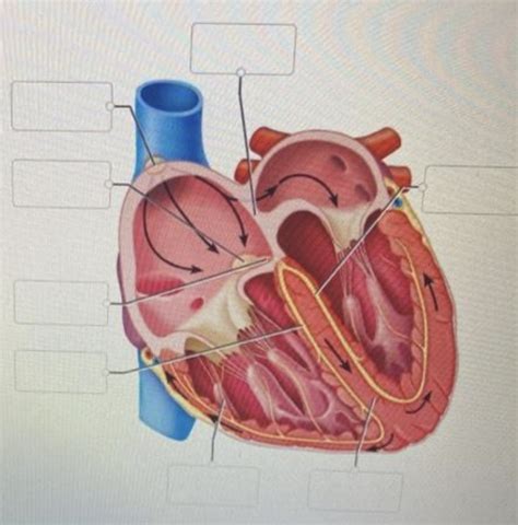 Components Of The Cardiac Conduction System Diagram Diagram Quizlet