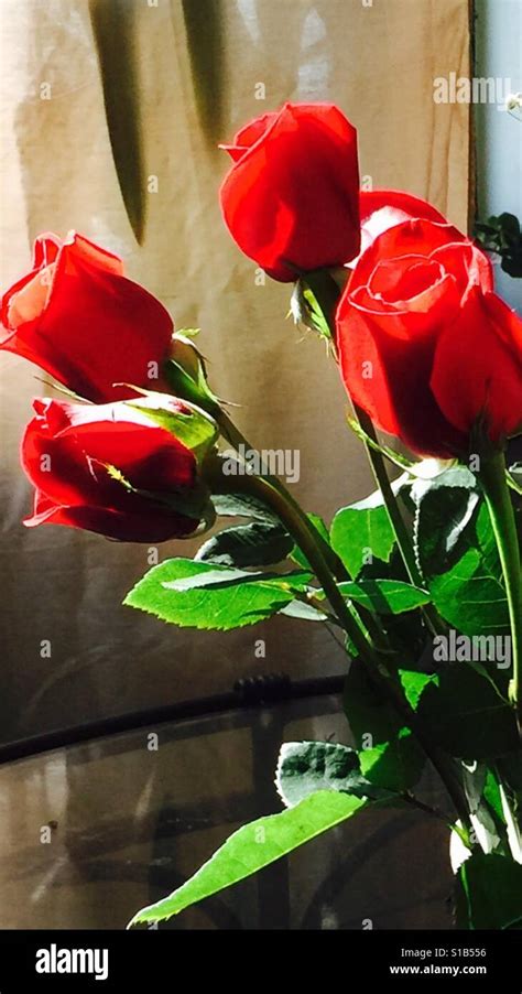 Rosas radiantes fotografías e imágenes de alta resolución Alamy