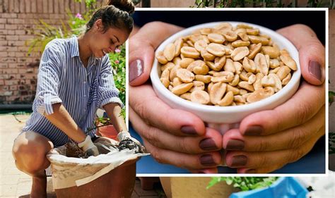 ‘absolutely Fantastic’ Use Peanut Shells As A Plant Fertiliser ‘crucial’ Time To Try It