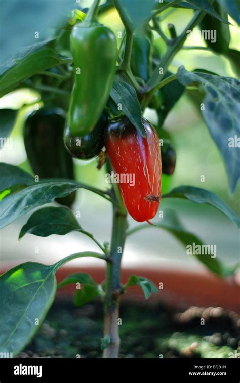 Jalapeno plant Stock Photo - Alamy