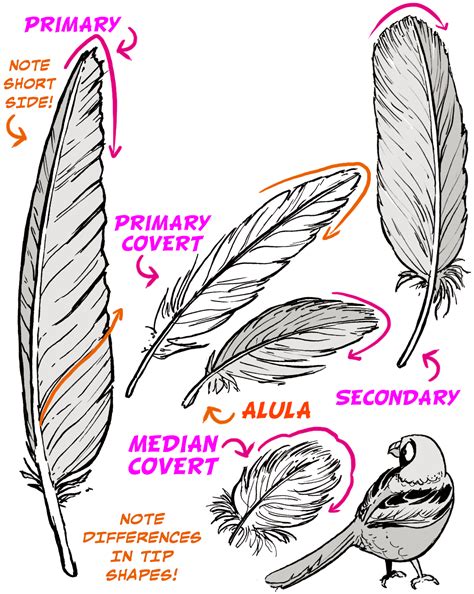 How To Draw Feathered Wings