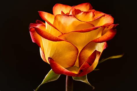 Rose Flower Blossom Free Photo On Pixabay Pixabay