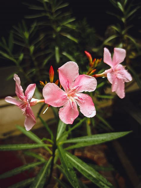 Nerium oleander derived cardiac glycoside oleandrin is a novel ...