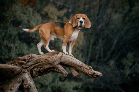 Beagle Hunting Rabbits