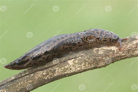 Leopard Slug Limax Maximus Stock Image Image Of Fauna Wildlife