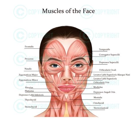 Facial Anatomy Bundle Botox & Filler Injector Anatomy Esthetician ...