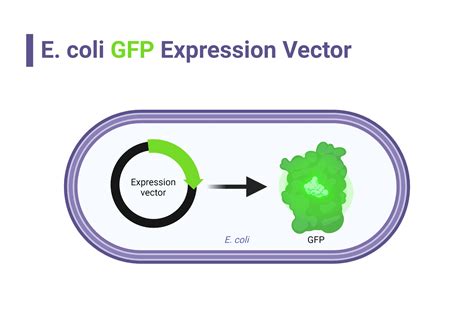 E Coli GFP Expression Vector BioRender Science Templates