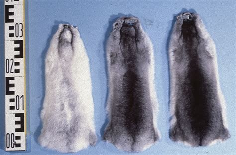 File:Chinchilla lanigera fur skins.jpg - Wikimedia Commons