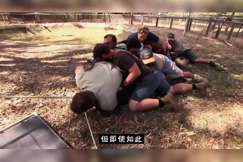 牛人给鳄鱼拔牙，十几个人居然还按不住这条鳄鱼鳄鱼个人牛人