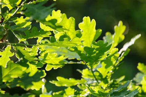 17 Great Types Of Oak Trees In Georgia ProGardenTips