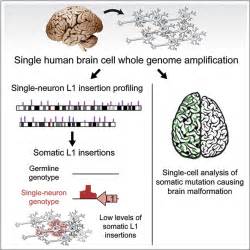 Single Neuron Sequencing Analysis Of L1 Retrotransposition And Somatic