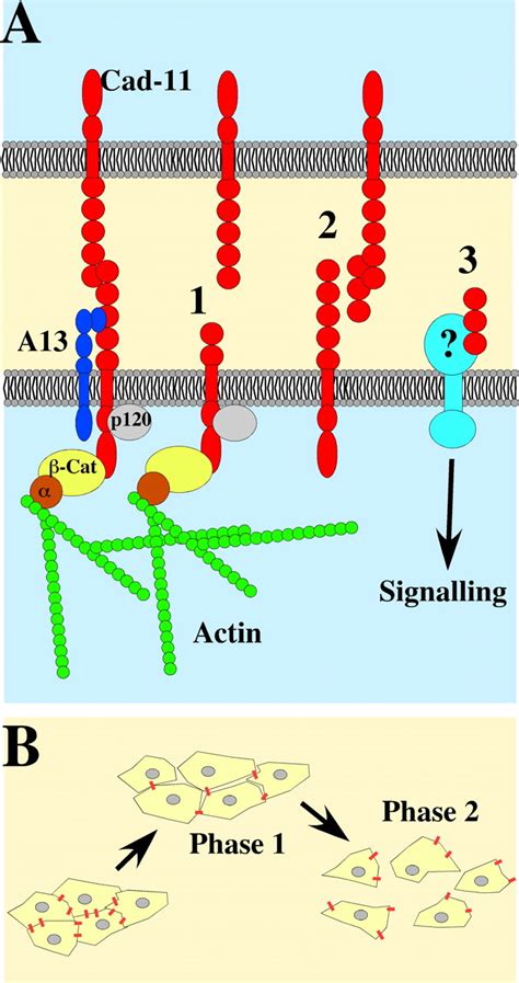 Extracellular Cleavage Of Cadherin By Adam Metalloproteases Is