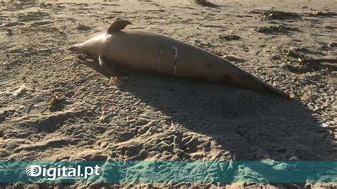 Golfinho morto e em decomposição encontrado na praia do Malhão em Odemira