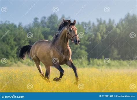 Andalusian Horse Galloping Across Blooming Meadow Stock Photo Image