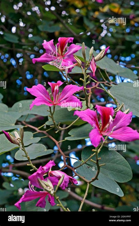 Pink Orchid Tree Flowers Bauhinia Blakeana Stock Photo Alamy