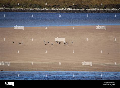 flock of birds Stock Photo - Alamy