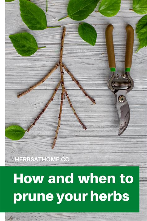 How And When To Prune Your Herbs Prune Herbs How To Prune Herbs Herbs