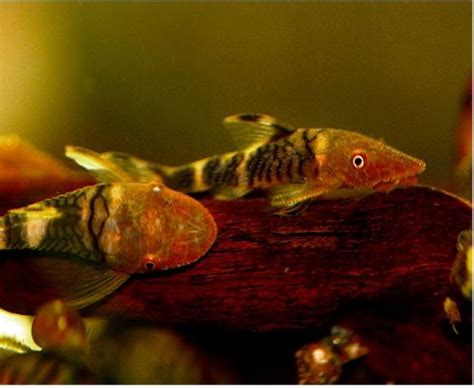 Otocinclus Algae Eater | Arizona Aquatic Gardens