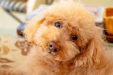 Caniche Toy Todo Sobre Esta Raza De Perros